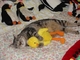 previous image (Cat and dock toy)