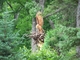 previous image (eagle)