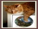 previous image (catNswan)
