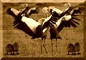 next image (9489)