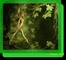 previous image (shadow)