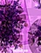next image (9705)