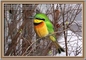 previous image (9724)