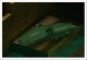 zOMG! gator 2