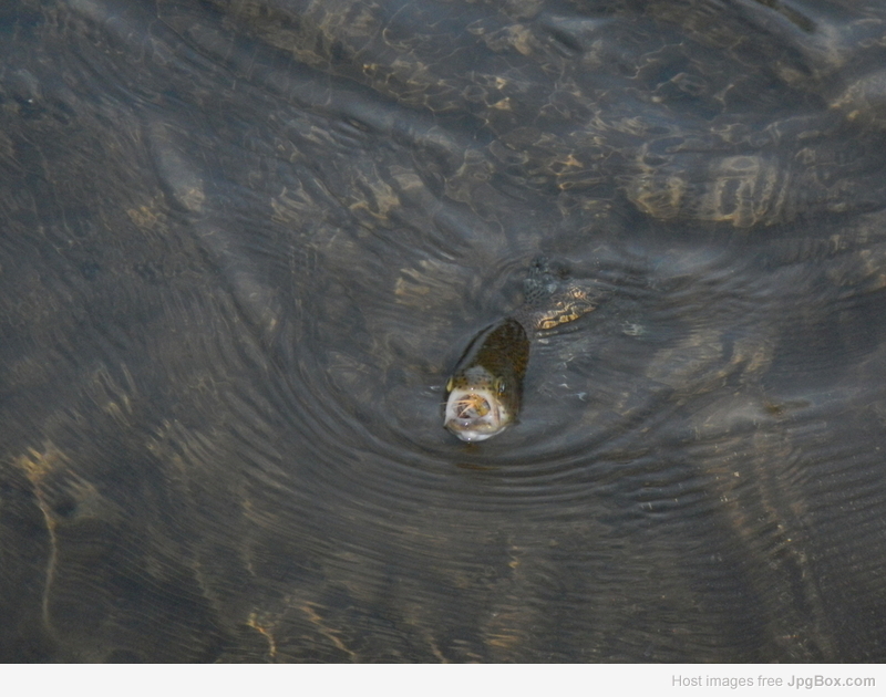 Image 52451