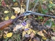 French 16 w/woodcock
