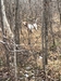 Boss on Grouse