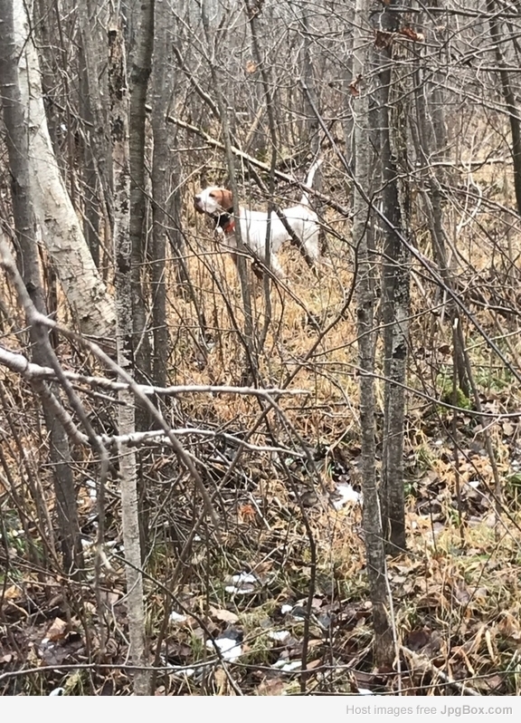 Boss on Grouse