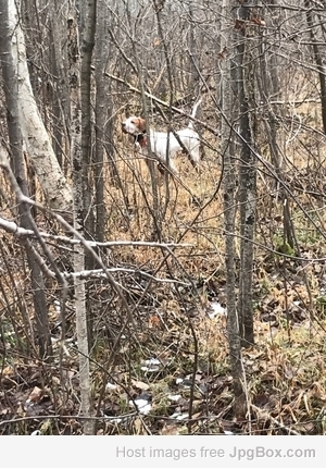 Boss on Grouse