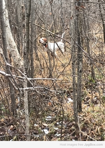 Boss on Grouse