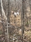Boss on Grouse