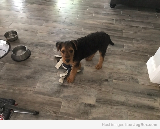 Sam Wunderdog 4/12/18