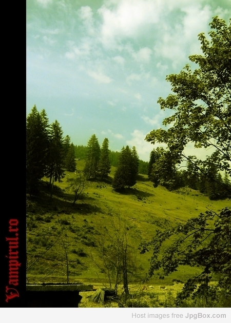 Transylvanian Forest - photographer Daniel Vampiru