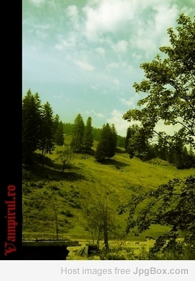 Transylvanian Forest - photographer Daniel Vampiru