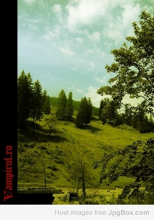 Transylvanian Forest - photographer Daniel Vampiru