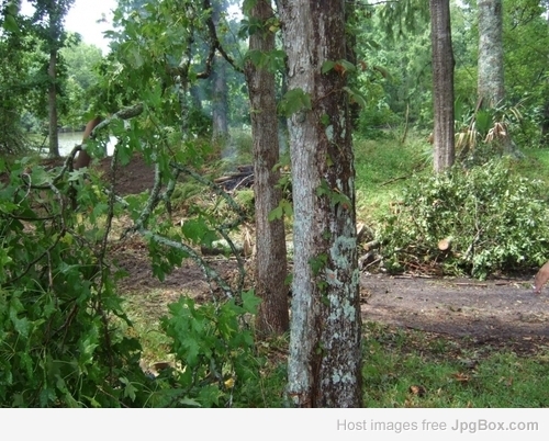 The view out of my computer room window here at my new home on Grand River, Bayou Sorrel, LA
