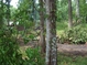 The view out of my computer room window here at my new home on Grand River, Bayou Sorrel, LA