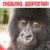 Youtube to mp4 converter
