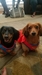 Ruger & Remi