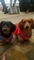 Ruger & Remi
