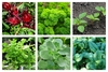 Leafy Vegetables Seeds Combo – Grow Fresh, Healthy Greens at Home Naturally