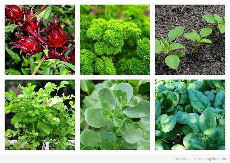 Leafy Vegetables Seeds Combo – Grow Fresh, Healthy Greens at Home Naturally