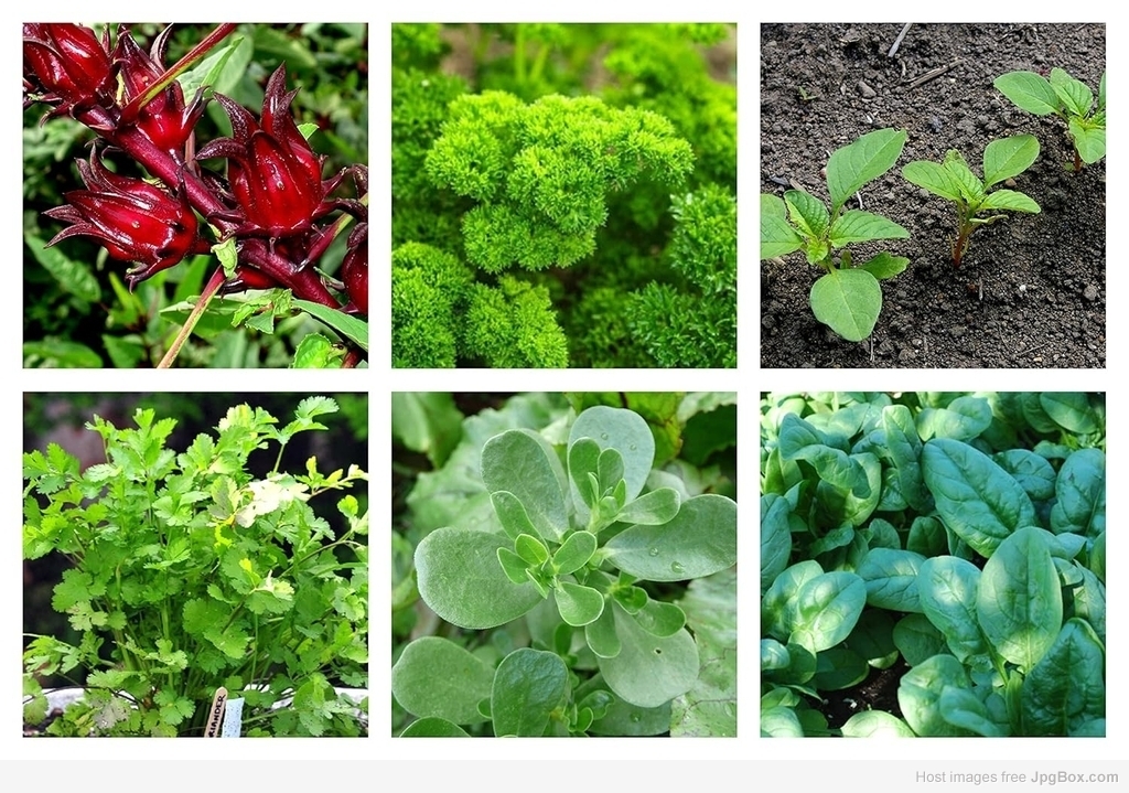 Leafy Vegetables Seeds Combo – Grow Fresh, Healthy Greens at Home Naturally