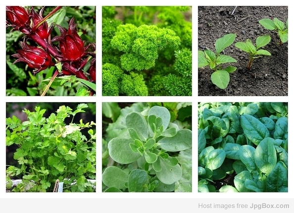 Leafy Vegetables Seeds Combo – Grow Fresh, Healthy Greens at Home Naturally