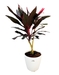 Buy Cordyline Baby Doll Pot Plant Online – Vibrant Ornamental Plant at Santhi Online Plants