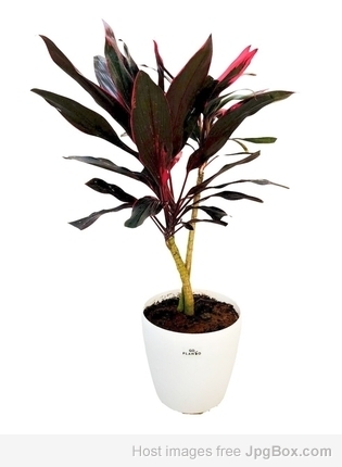 Buy Cordyline Baby Doll Pot Plant Online – Vibrant Ornamental Plant at Santhi Online Plants
