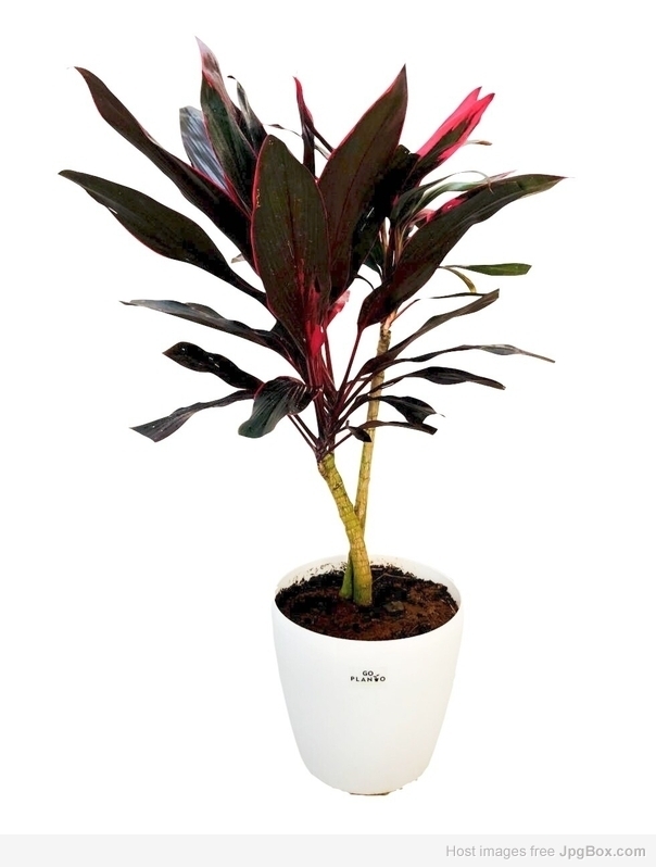 Buy Cordyline Baby Doll Pot Plant Online – Vibrant Ornamental Plant at Santhi Online Plants