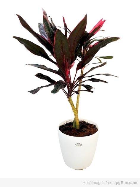 Buy Cordyline Baby Doll Pot Plant Online – Vibrant Ornamental Plant at Santhi Online Plants