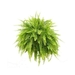 Golden Fern Pot Plant – Buy Air-Purifying Indoor Plant Online in India | Santhi Online Plants