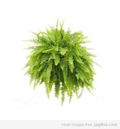 Golden Fern Pot Plant – Buy Air-Purifying Indoor Plant Online in India | Santhi Online Plants