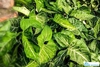 Buy Syngonium Green Gold Pot Plant – Air-Purifying Indoor Plant | Santhi Online Plants