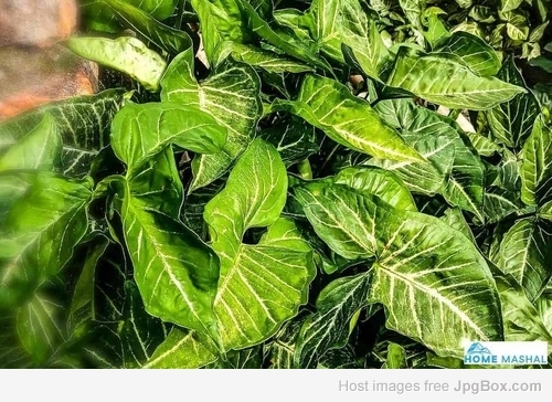 Buy Syngonium Green Gold Pot Plant – Air-Purifying Indoor Plant | Santhi Online Plants