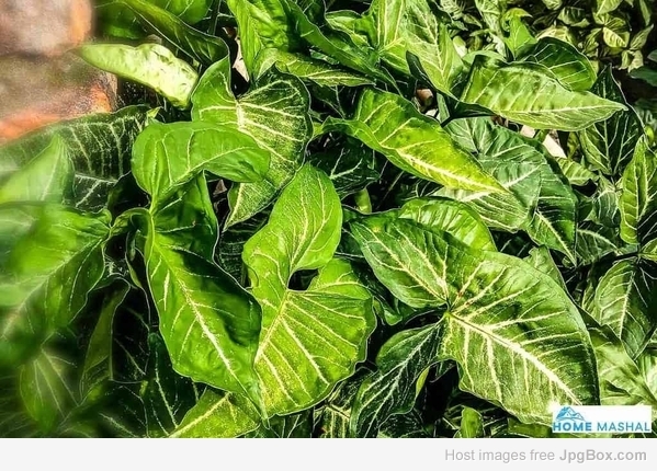 Buy Syngonium Green Gold Pot Plant – Air-Purifying Indoor Plant | Santhi Online Plants
