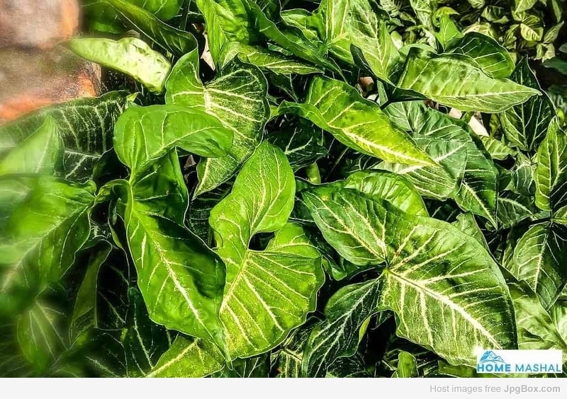 Buy Syngonium Green Gold Pot Plant – Air-Purifying Indoor Plant | Santhi Online Plants