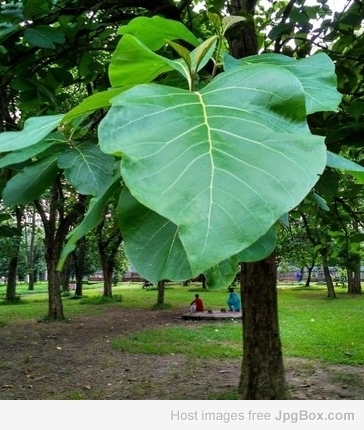 Perfect Tissue Culture Teak Plant (TG 5) – High-Yield Timber Sapling for Sustainable Farming