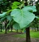 Perfect Tissue Culture Teak Plant (TG 5) – High-Yield Timber Sapling for Sustainable Farming