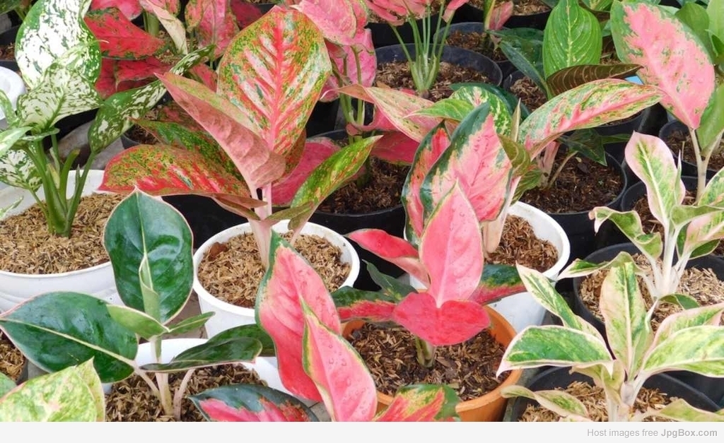 Buy Aglaonema Udom Sab Online – Indoor Decorative Plant