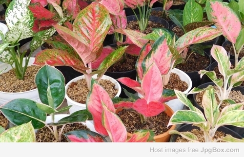 Buy Aglaonema Udom Sab Online – Indoor Decorative Plant