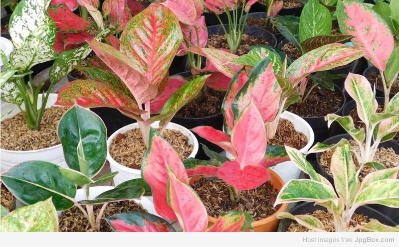 Buy Aglaonema Udom Sab Online – Indoor Decorative Plant