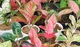 Buy Aglaonema Udom Sab Online – Indoor Decorative Plant
