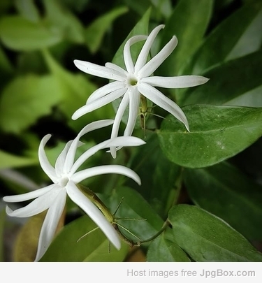 Oosi Malli (Angel Wing Jasmine) – Fragrant South Indian Flower of Grace & Tradition
