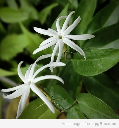 Oosi Malli (Angel Wing Jasmine) – Fragrant South Indian Flower of Grace & Tradition