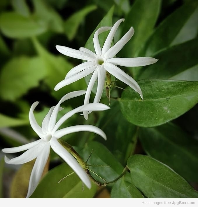 Oosi Malli (Angel Wing Jasmine) – Fragrant South Indian Flower of Grace & Tradition