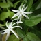 Oosi Malli (Angel Wing Jasmine) – Fragrant South Indian Flower of Grace & Tradition