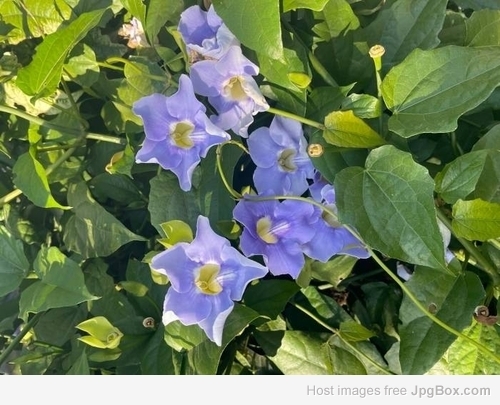 Thunbergia Grandiflora Blue – Fast-Growing Flowering Vine Plant