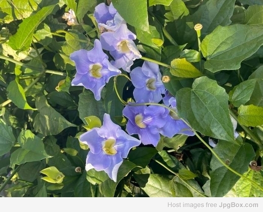 Thunbergia Grandiflora Blue – Fast-Growing Flowering Vine Plant